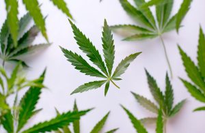 Cannabis Lineage 101 How Parent Genetics Influence Aroma Profiles