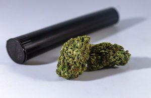 Cinderella 99 Strain Info Lineage and Bud Structure