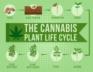How Cannabis Is Grown: The cannabis plant life cycle illustration