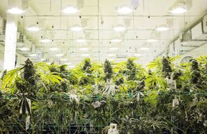 How Cannabis Is Grown Stages From Seed to Curing