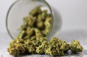 Trainwreck Strain Information Genetics and Visual Traits