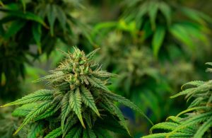 What Do Terpenes Do? How They Shape Cannabis Flavours and Aroma